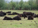 45-juli-kudde Bisons-Kenai Peninsula